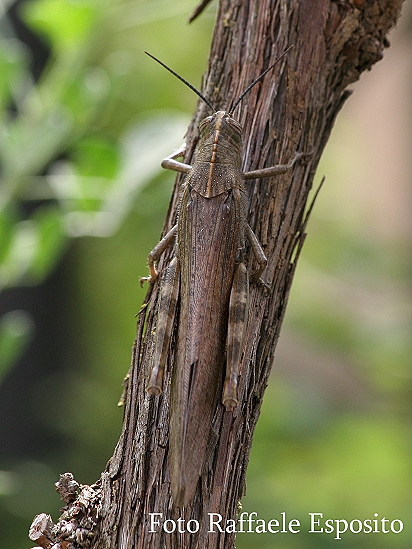 Anacridium aegyptium